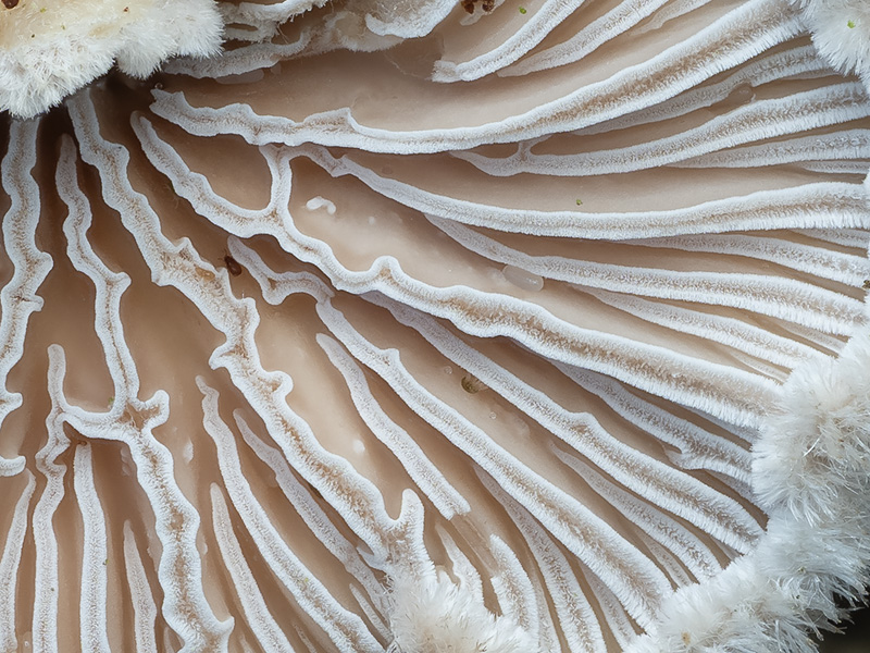Schizophyllum commune